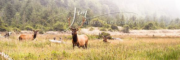 IMG_5960-2-VanidesPhotography