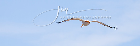 IMG_6164-2-VanidesPhotography