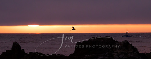 (TIFF) Pelican at Pacific Grove