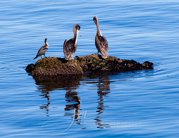 (TIFF) Pelicans on Monterey Bay
