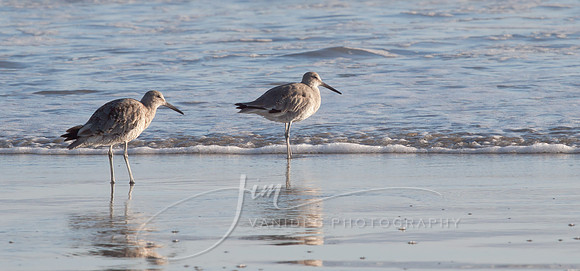 (TIFF) Wimbrels on Montara Beach